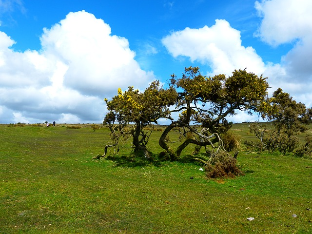 A view of Bodmin Moor