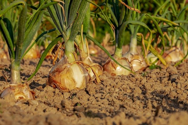 An onion field