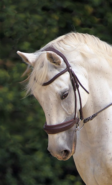 A white horse