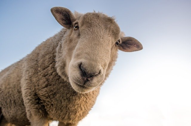 A sheep looking at the camera