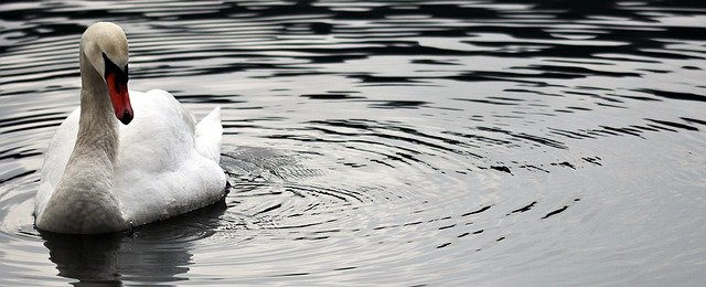 A swan on a pond