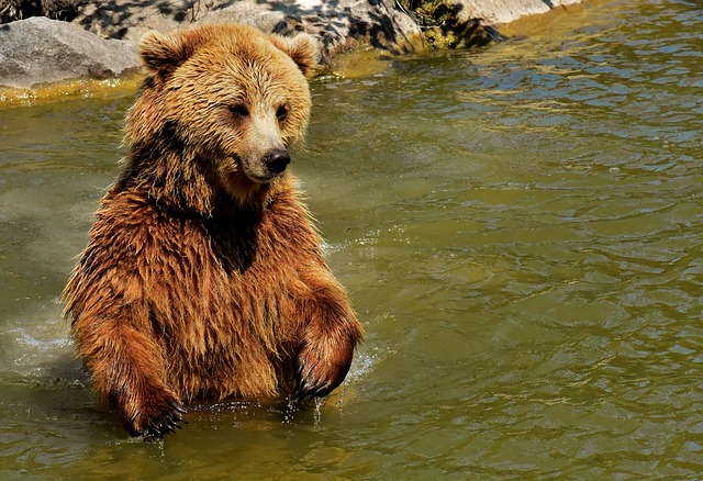 A bear in a river