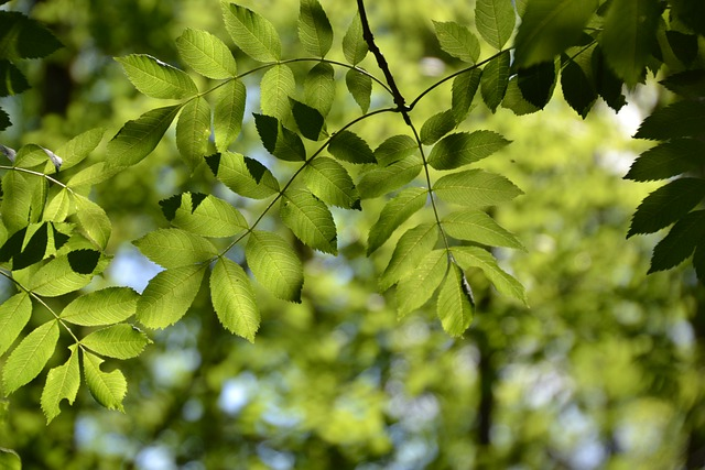 Ash trees