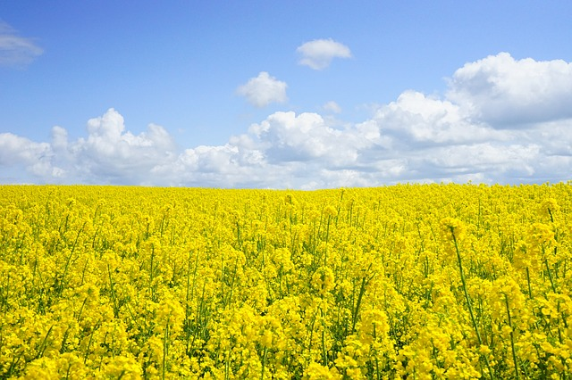 A field of oil seed