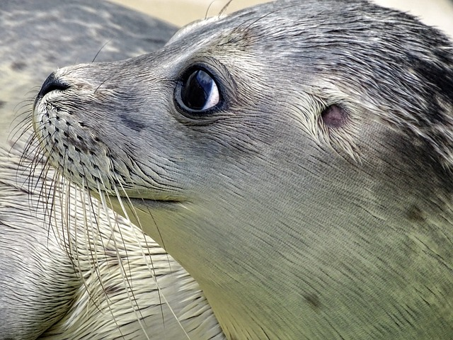 Seals