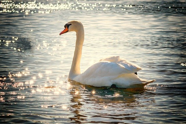 A swan swimming