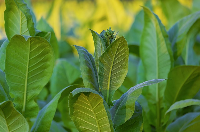 Tobacco plants