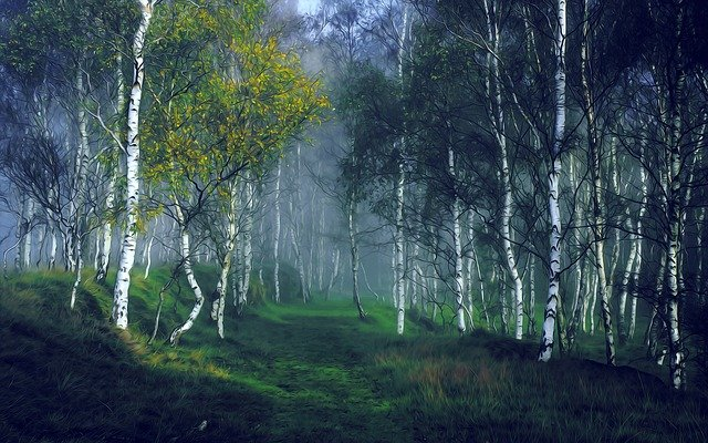 A view of birch trees