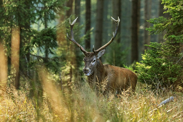 A stag in a forest