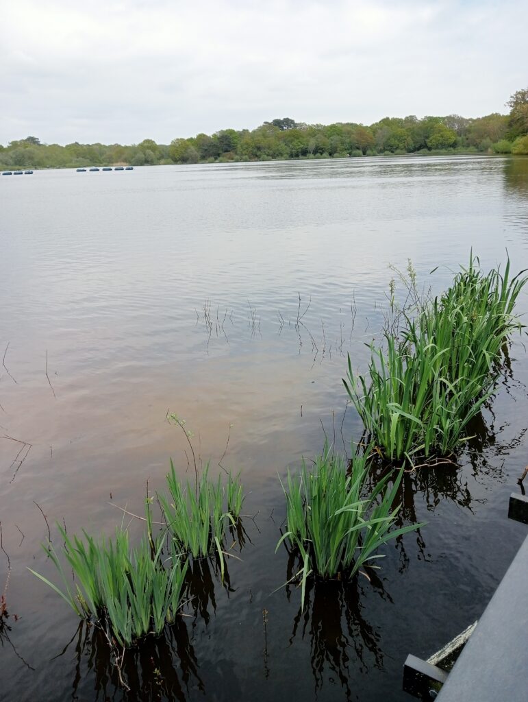 A bridge over the lake