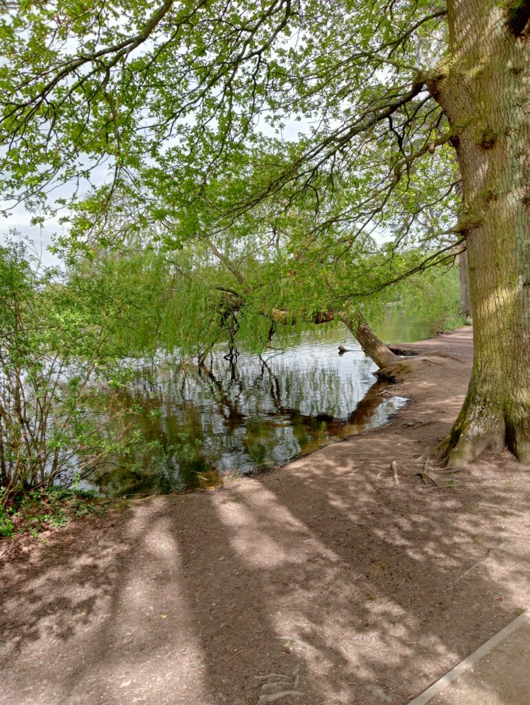 A tree overhanging the pond