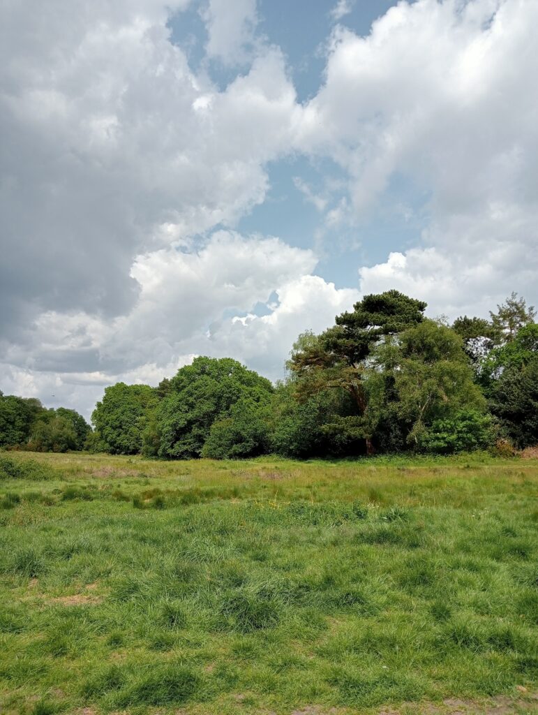 Trees on Petersfield Heath