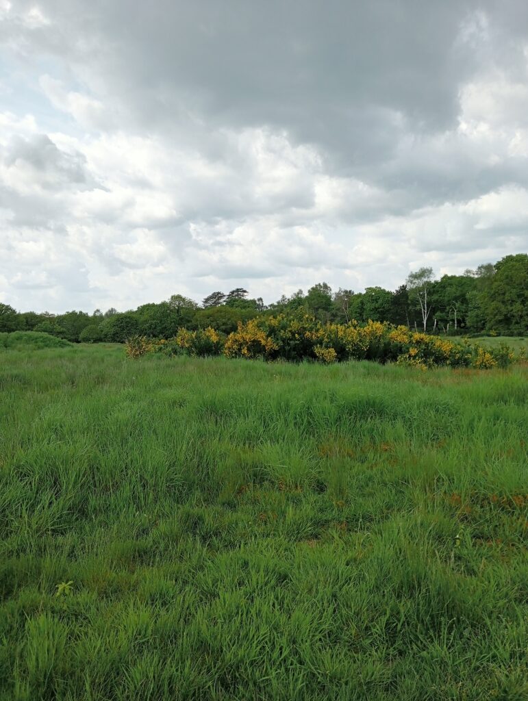 Bushes on Petersfield Heath