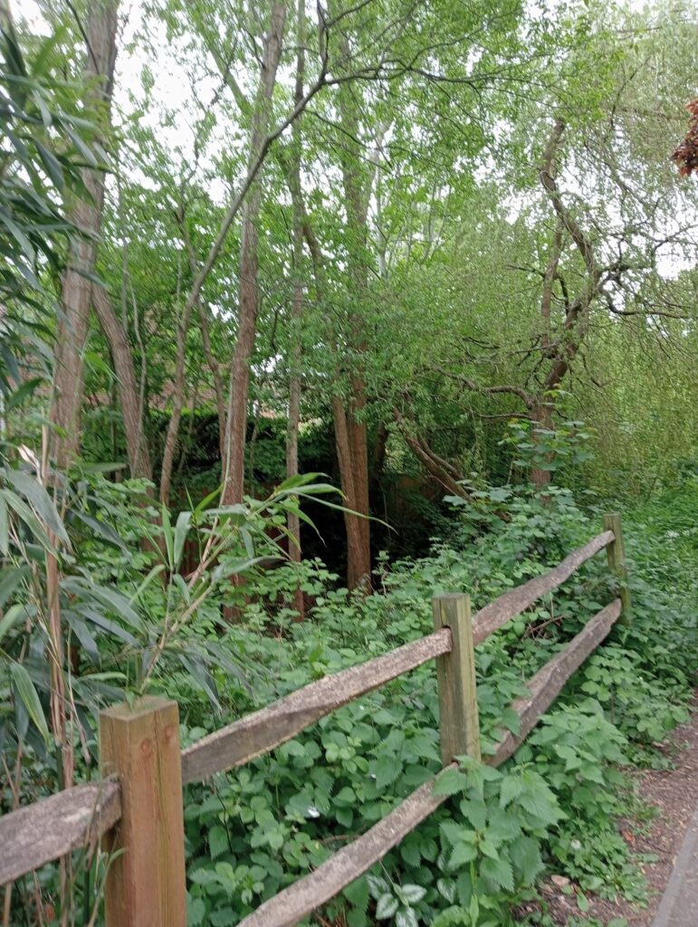 Trees by a brook