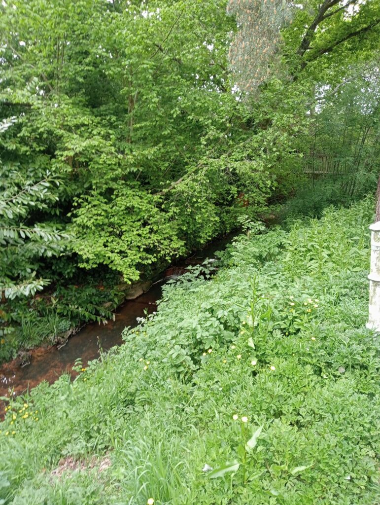 A brook in Petersfield