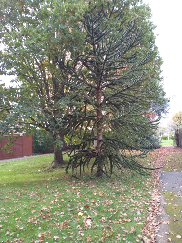 A tree by a path