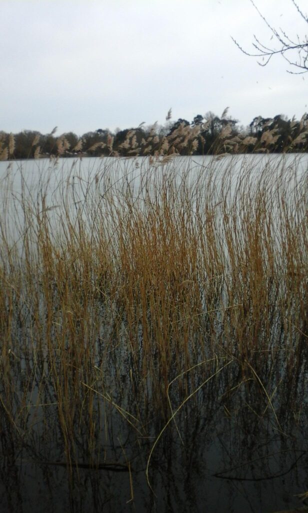 Reeds on the pond