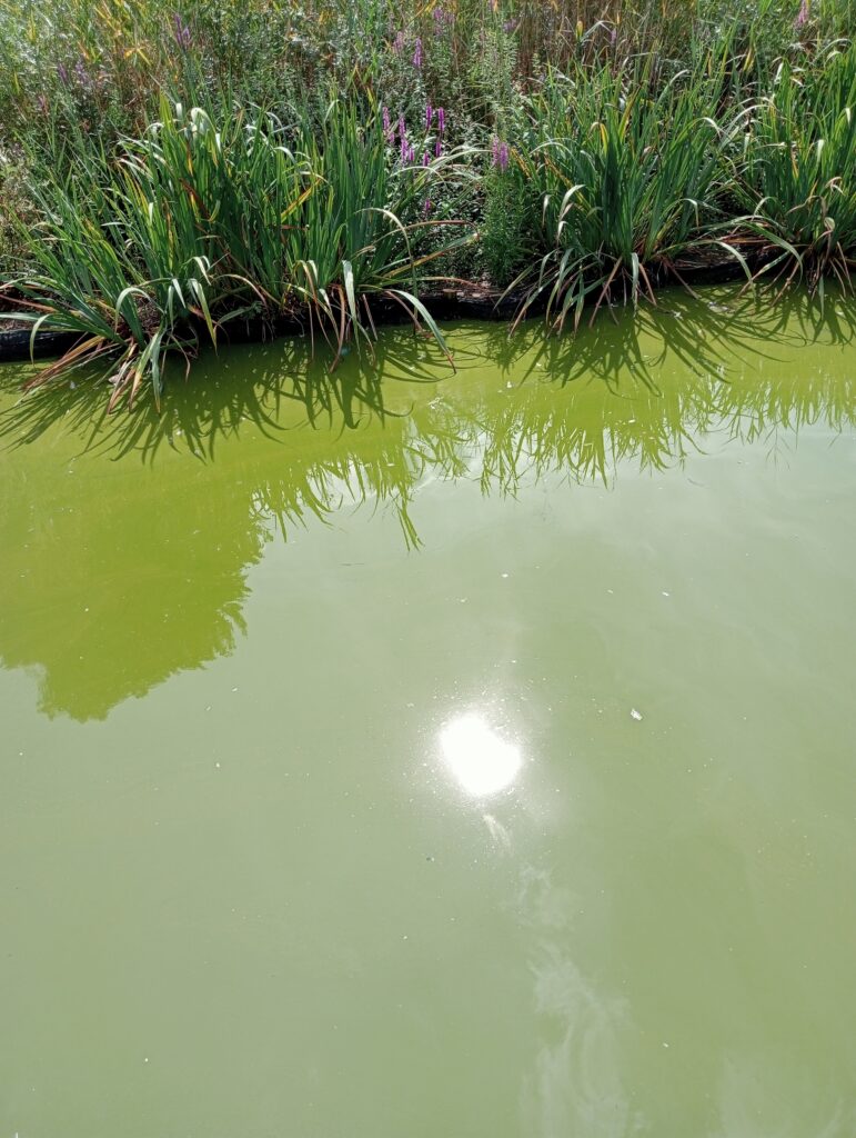 The sun reflected in the lake