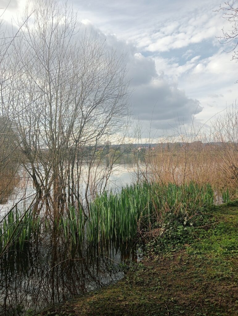 Petersfield Pond